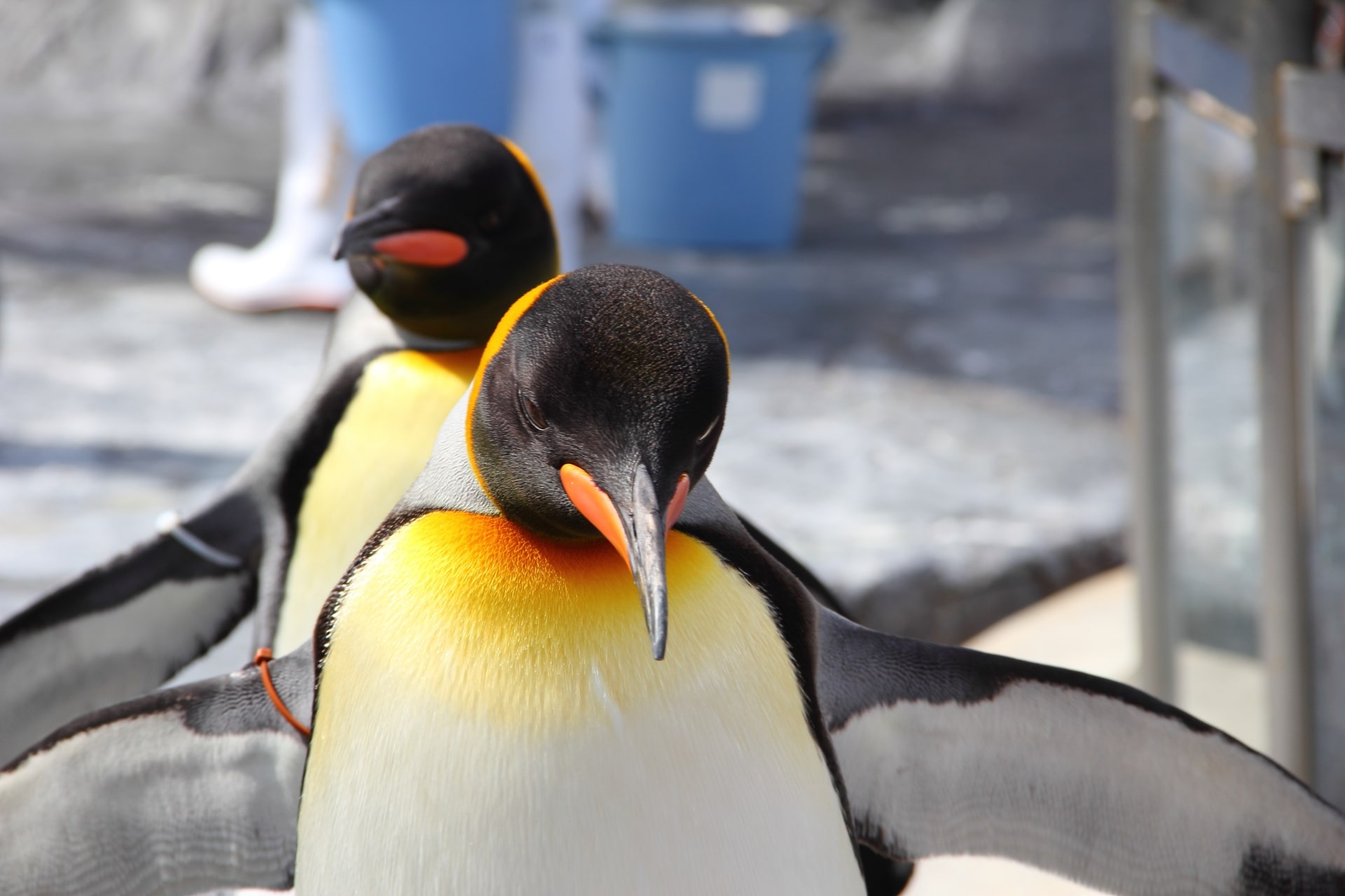 Penguins at Asahiyama Zoo