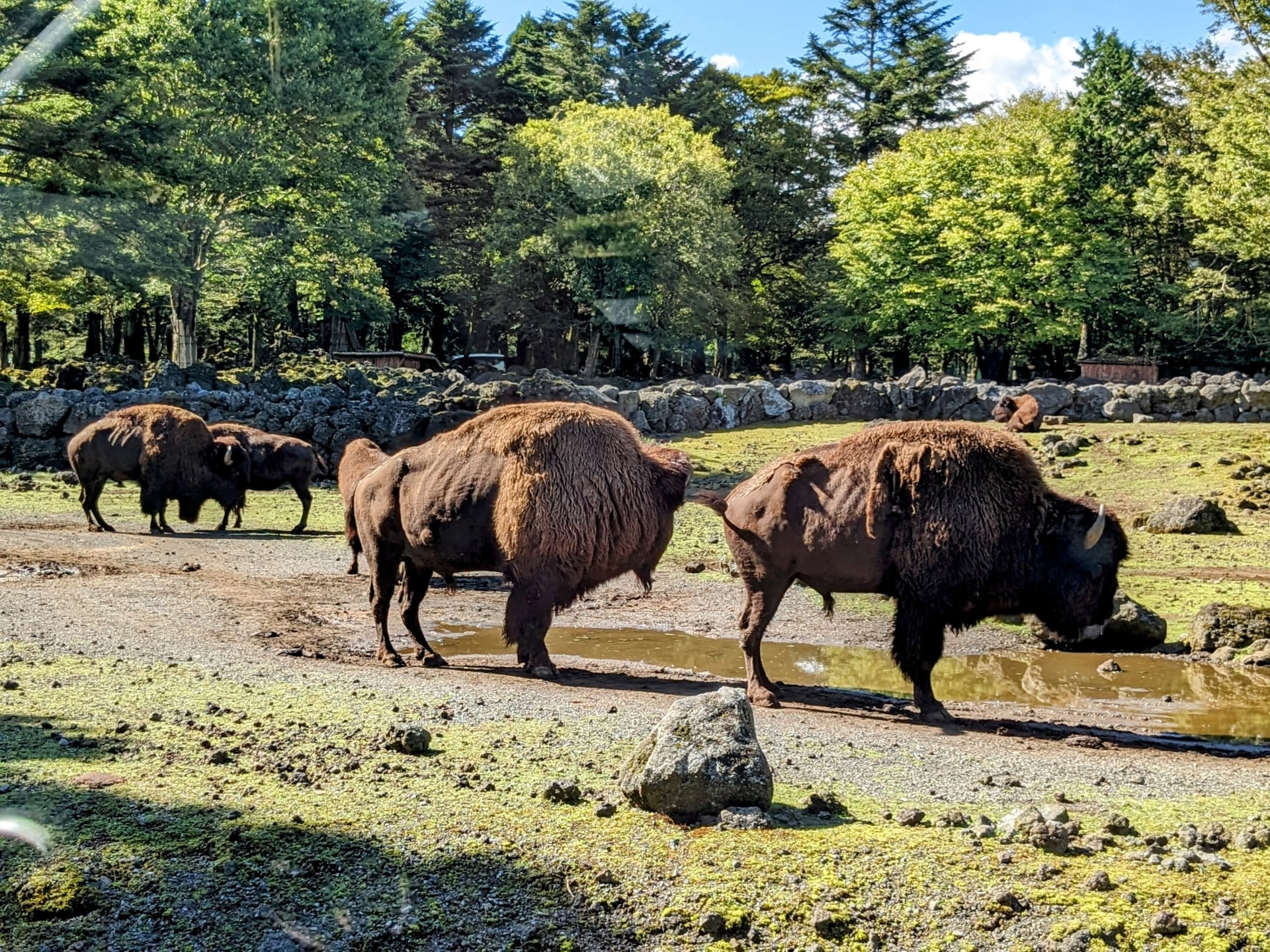 Bison at Fuji Safari Park 