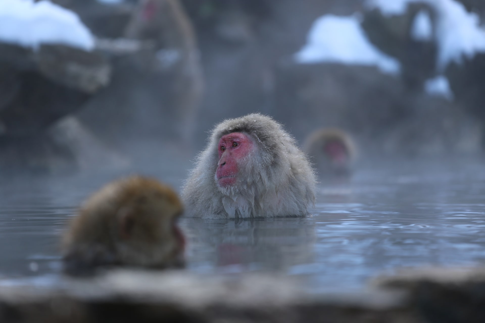 Snow monkeys at Jigokudani Monkey Park