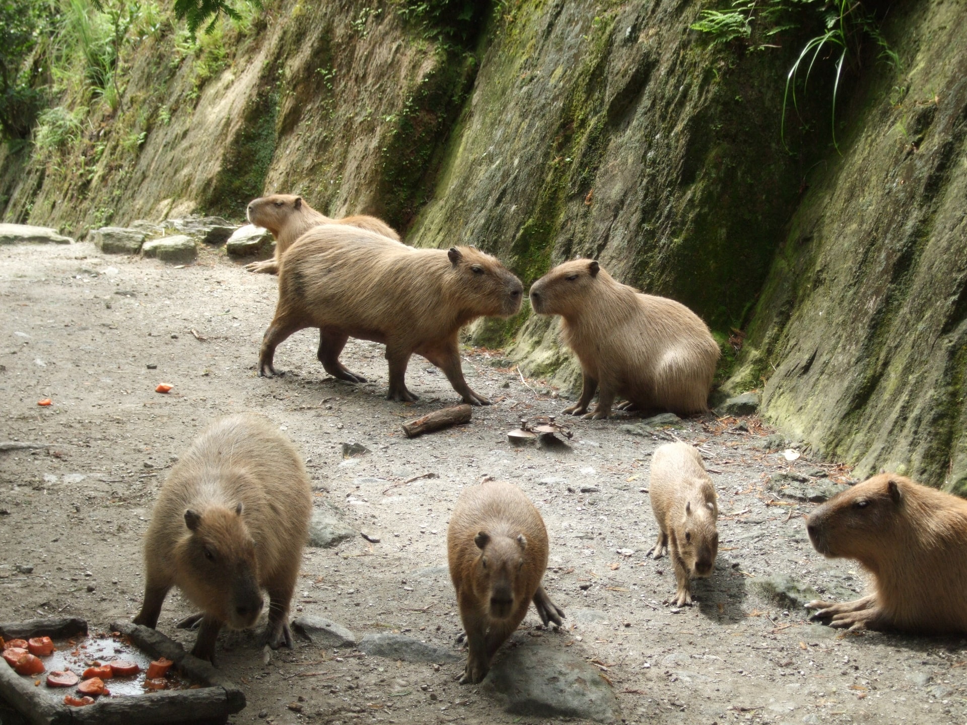 Capybaras at Nagasaki Bio Park