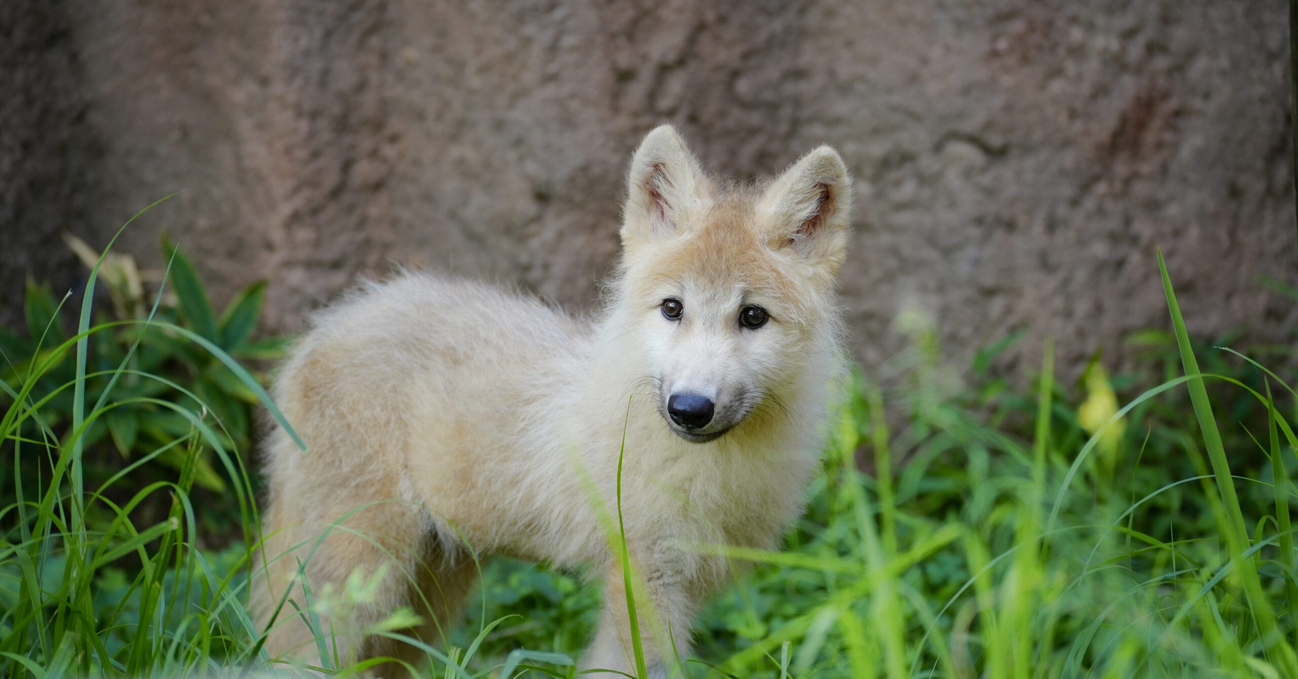 Baby arctic wolf at Nasu Animal Kingdom 