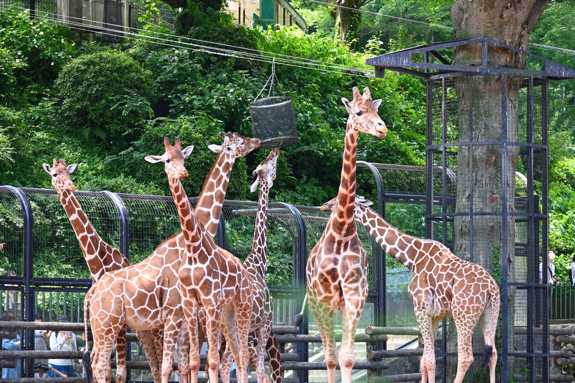 Giraffes at Tama Zoological