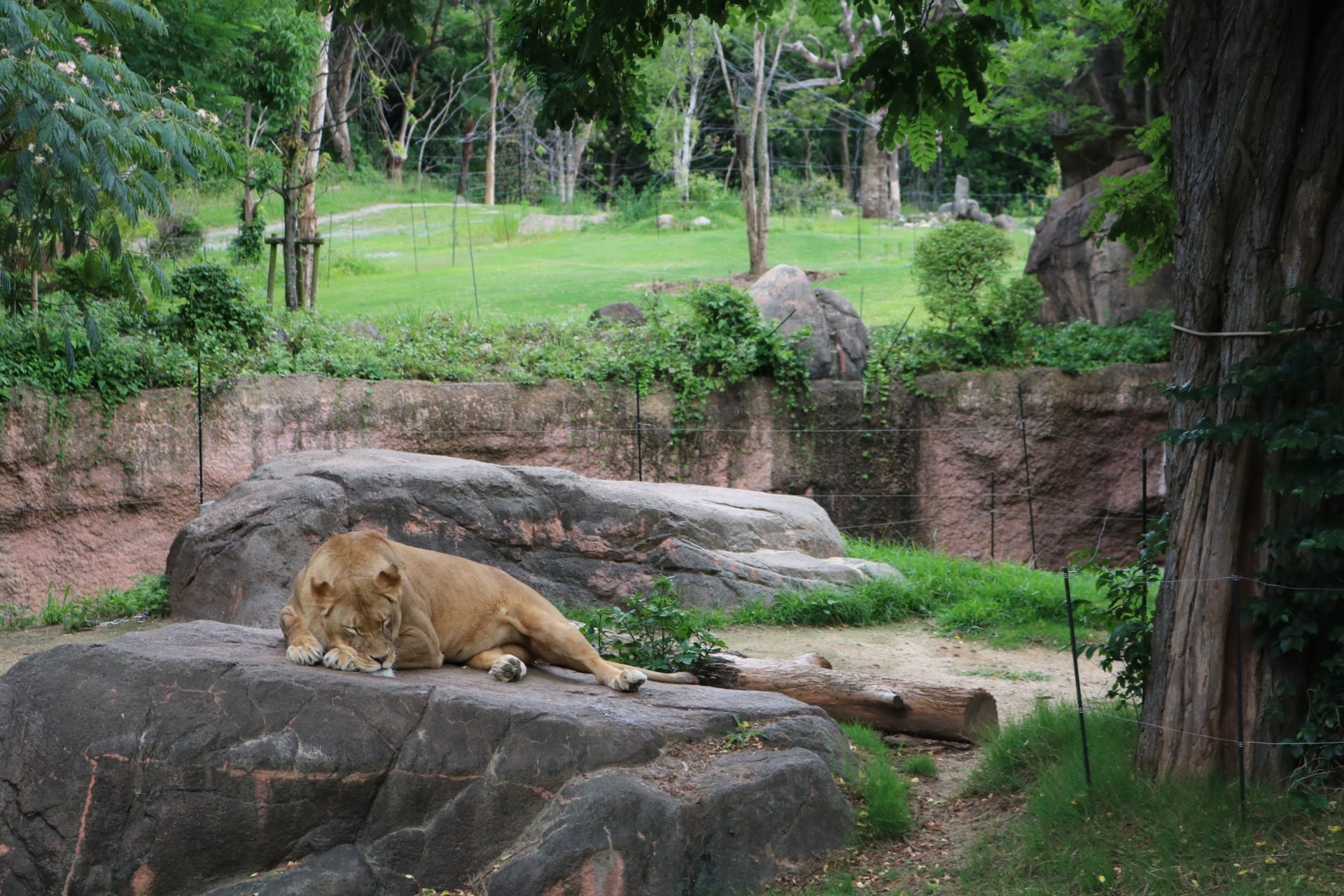 Sleeping lion at Tennoji Zoo