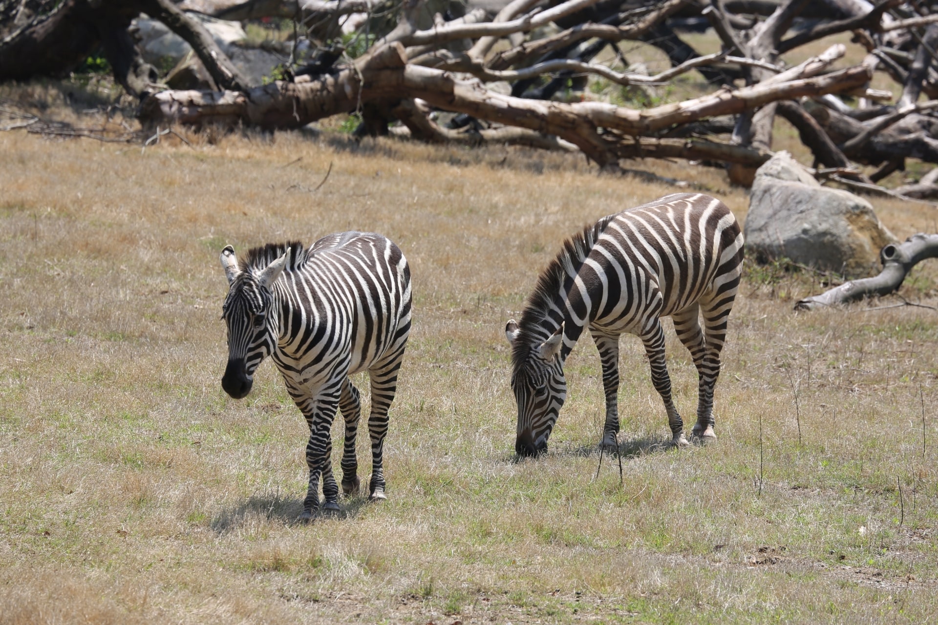 Zebras at Zoorasia