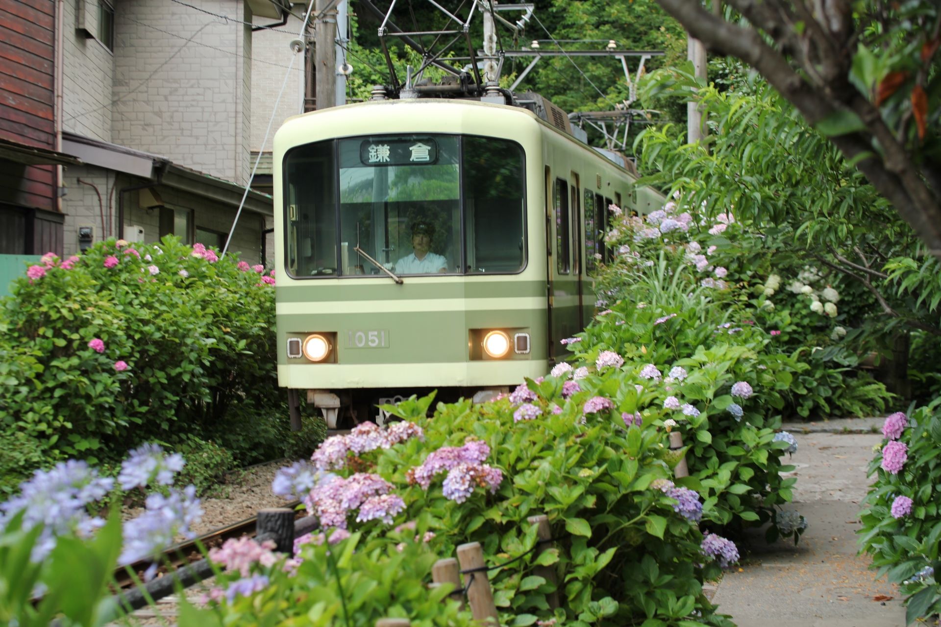 Enoden with Hydrangeas