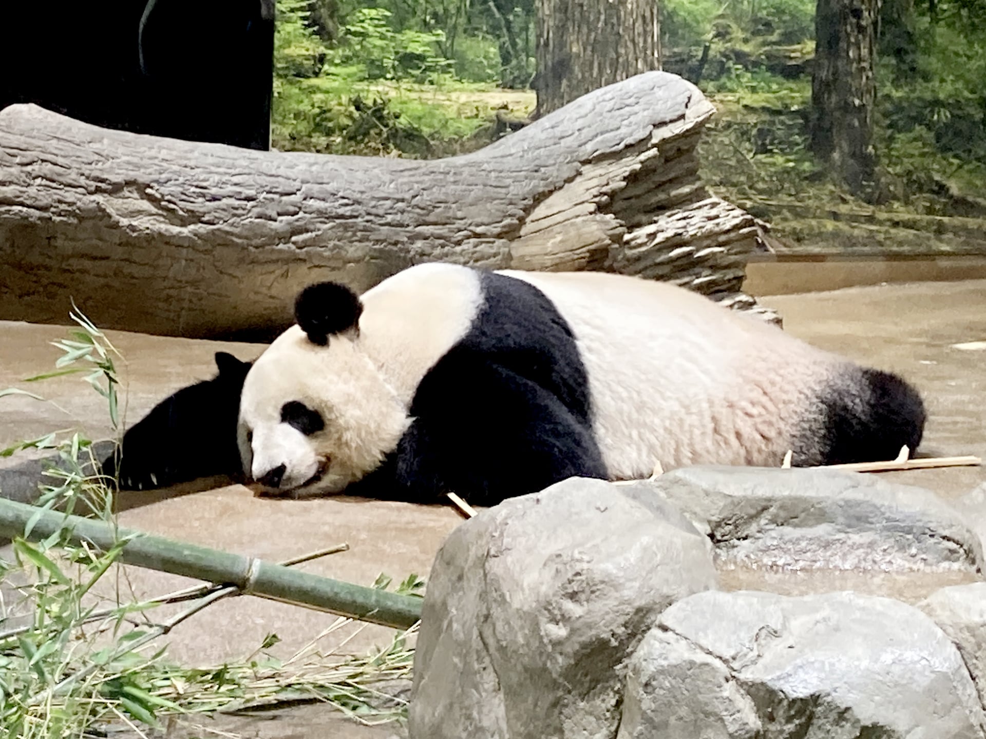 Panda in Ueno Zoo