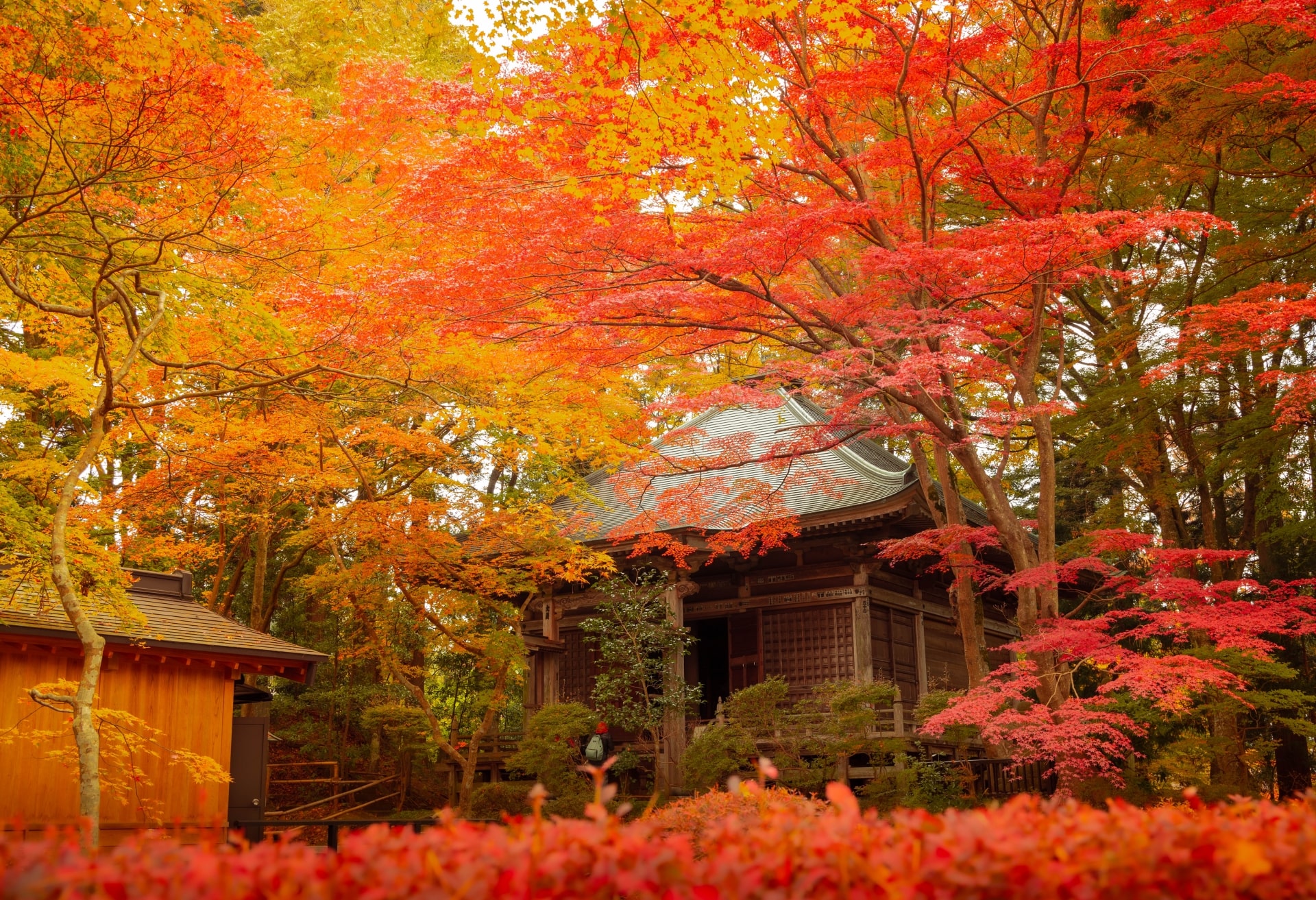 Autumn leaves at Chusonji Temple