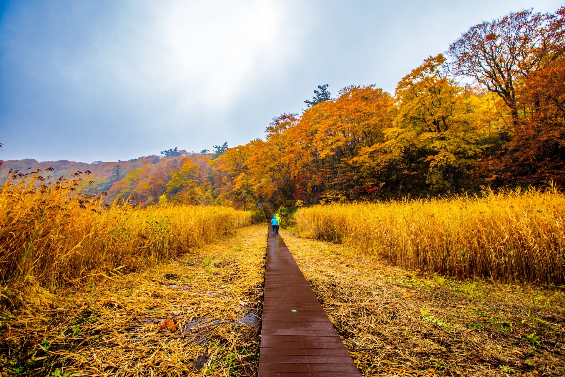 Autumn leaves at Mount Hachimantai