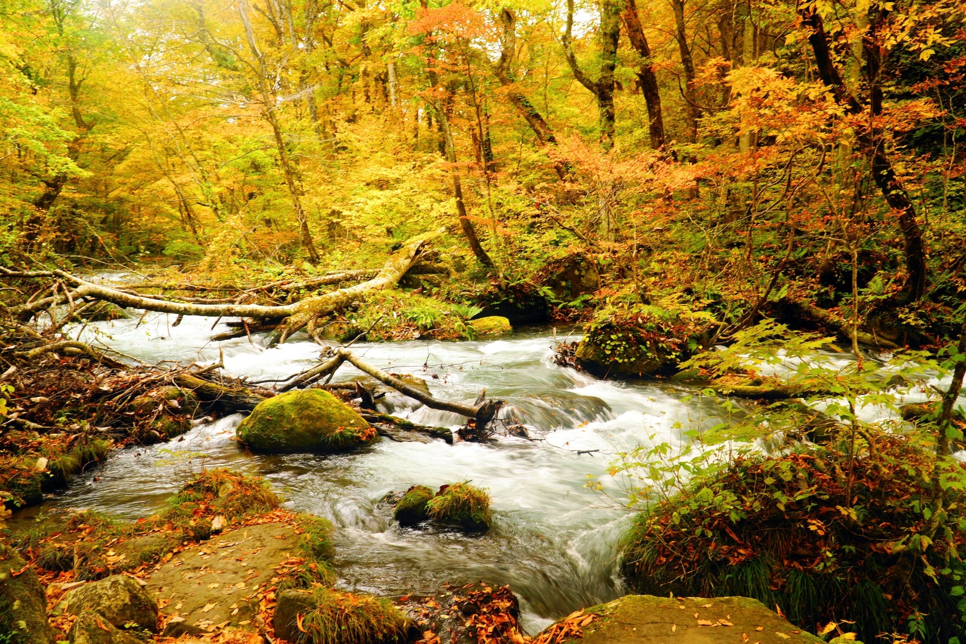 Autumn leaves in Oirase Gorge