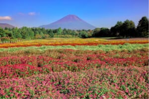 Rainbow Flower Festival at Fuji Motosuko Resort