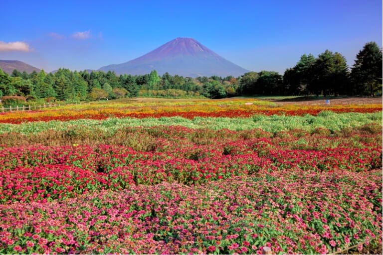 Rainbow Flower Festival at Fuji Motosuko Resort 2025