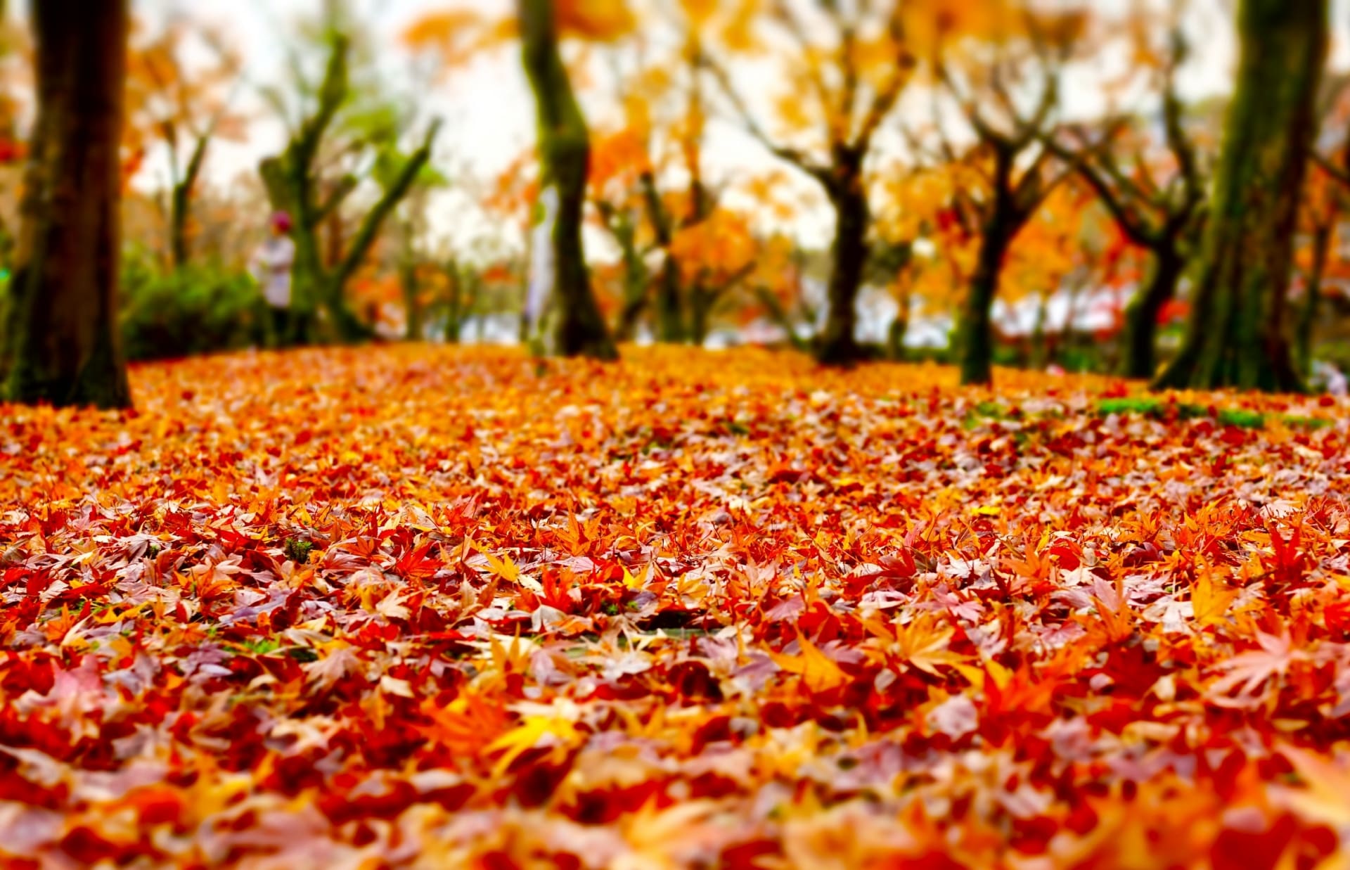 Autumn foliage-min