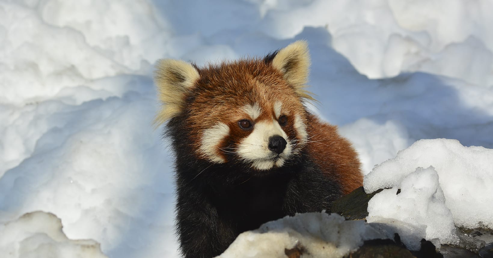 Red panda at Toyama Family Park