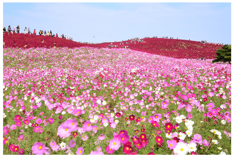 Hitachi Seaside Park-min