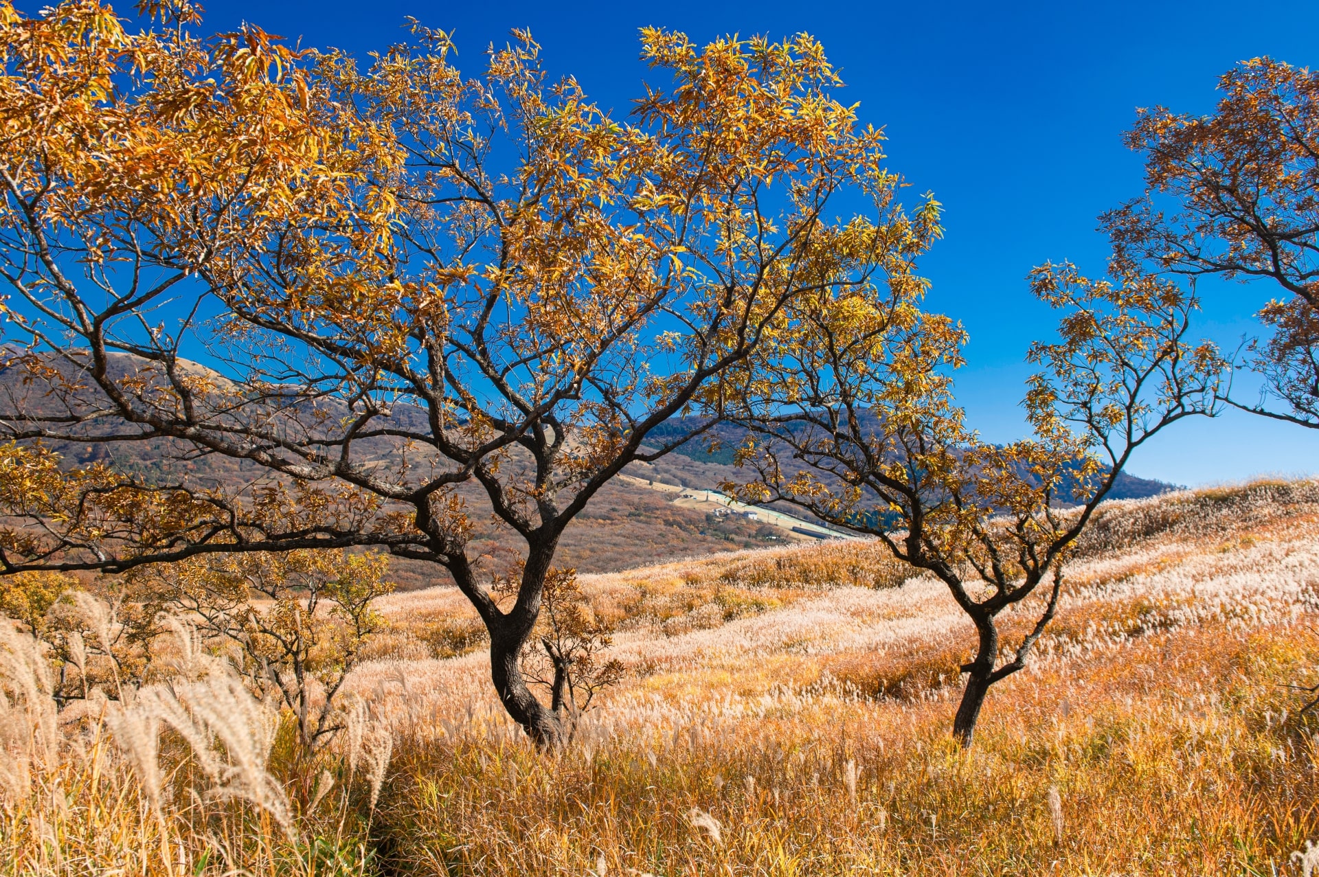 Autumn at Aso-Kuju National Park