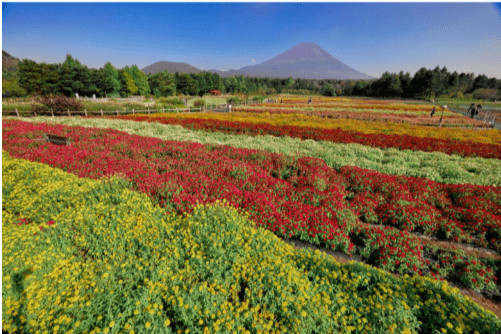 Rainbow Flower Festival-min