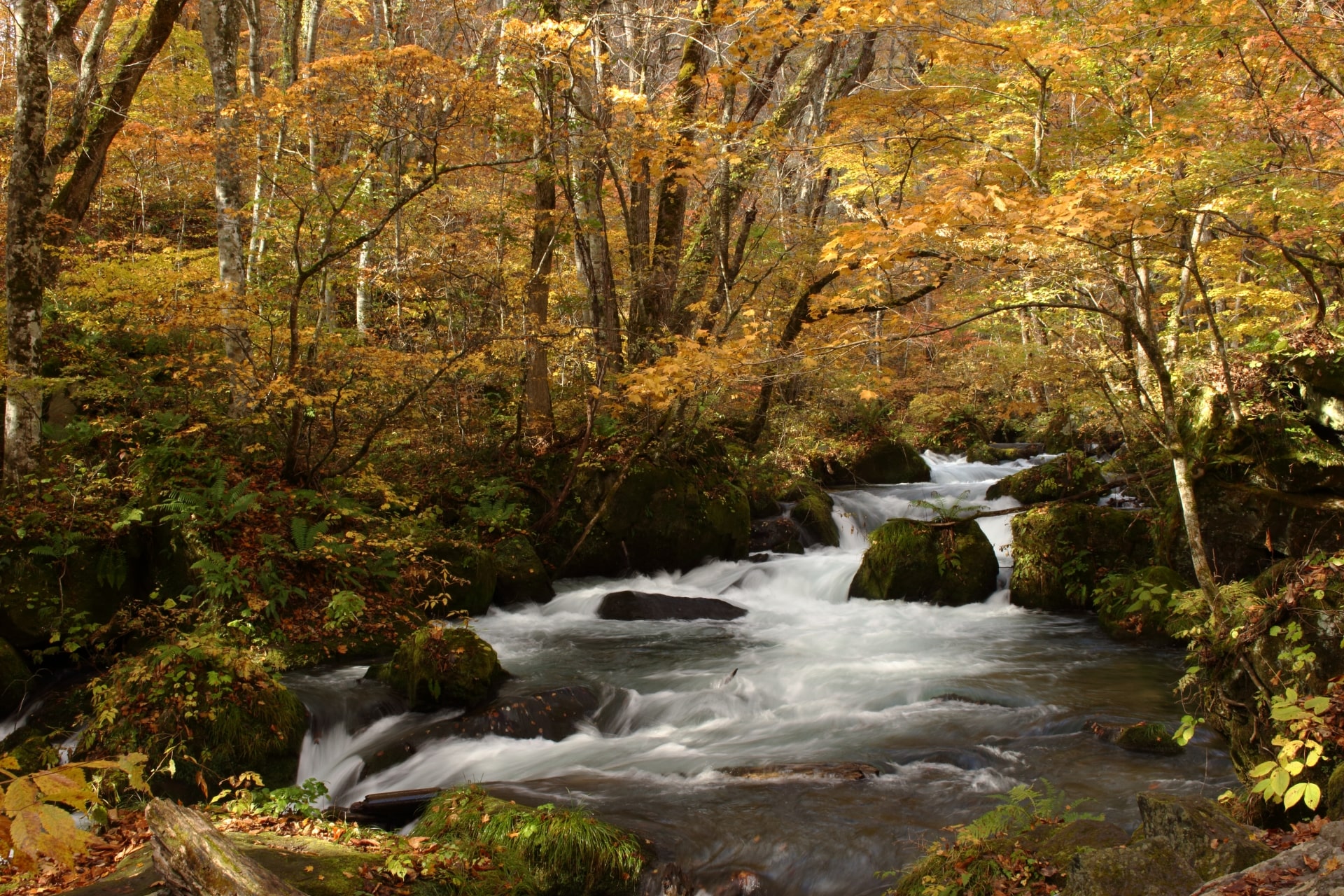 Oirase Gorge at Towada-Hachimantai National Park