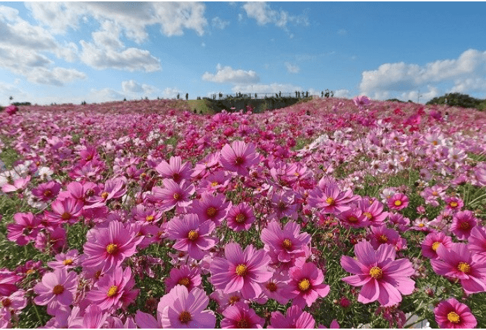 Uminonakamichi Seaside Park-min