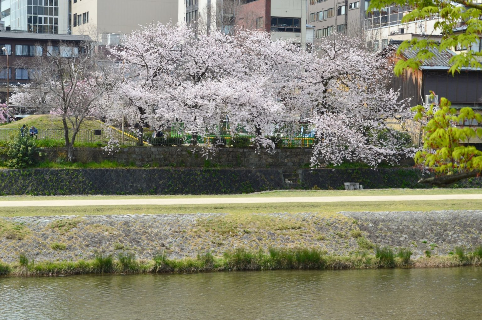 Pontocho Riverside Pontocho Alley: The Heart of Kyoto’s Nightlife - Japan Web Magazine
