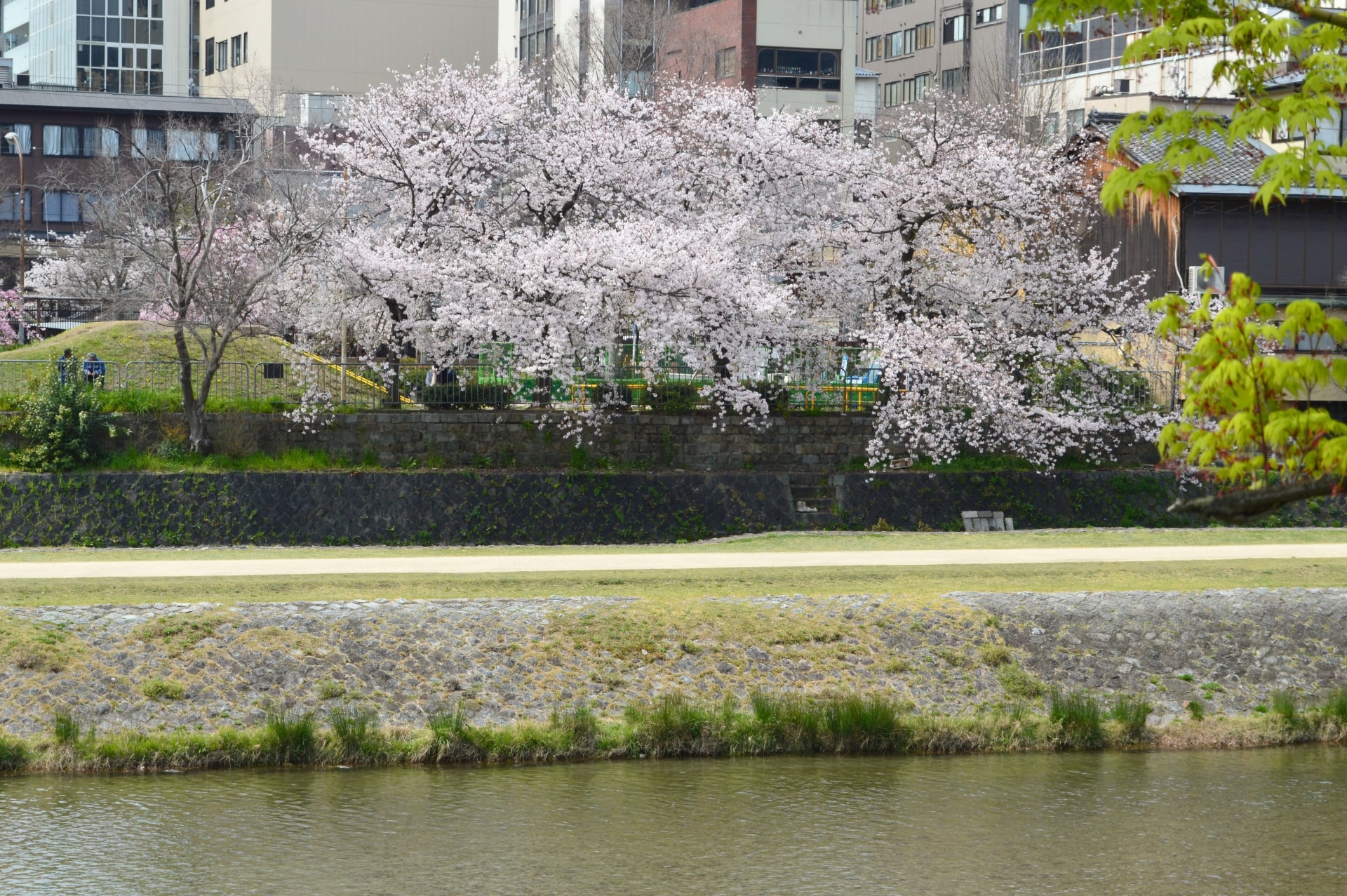 Pontocho Park