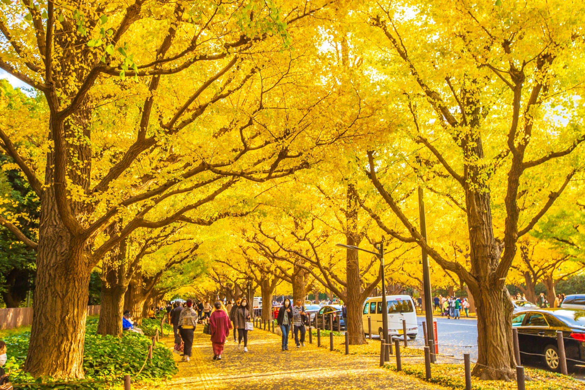 Meiji Jingu Gaien Ginkgo-min