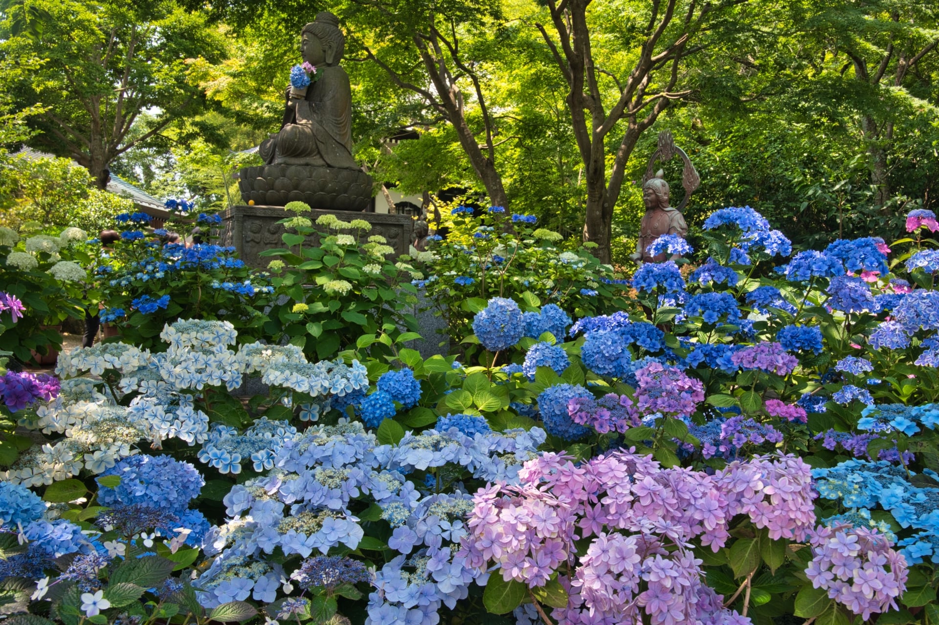 Hydrangea in Kamakura