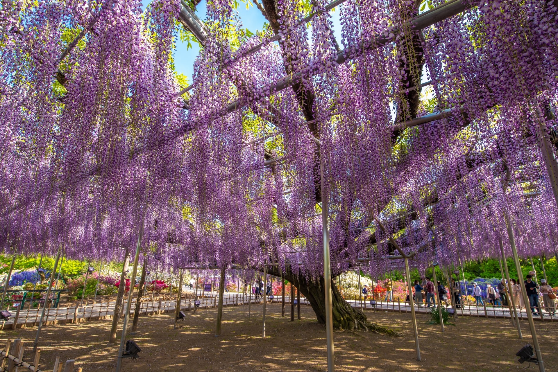 Wisteria at Ashikaga Flower Park