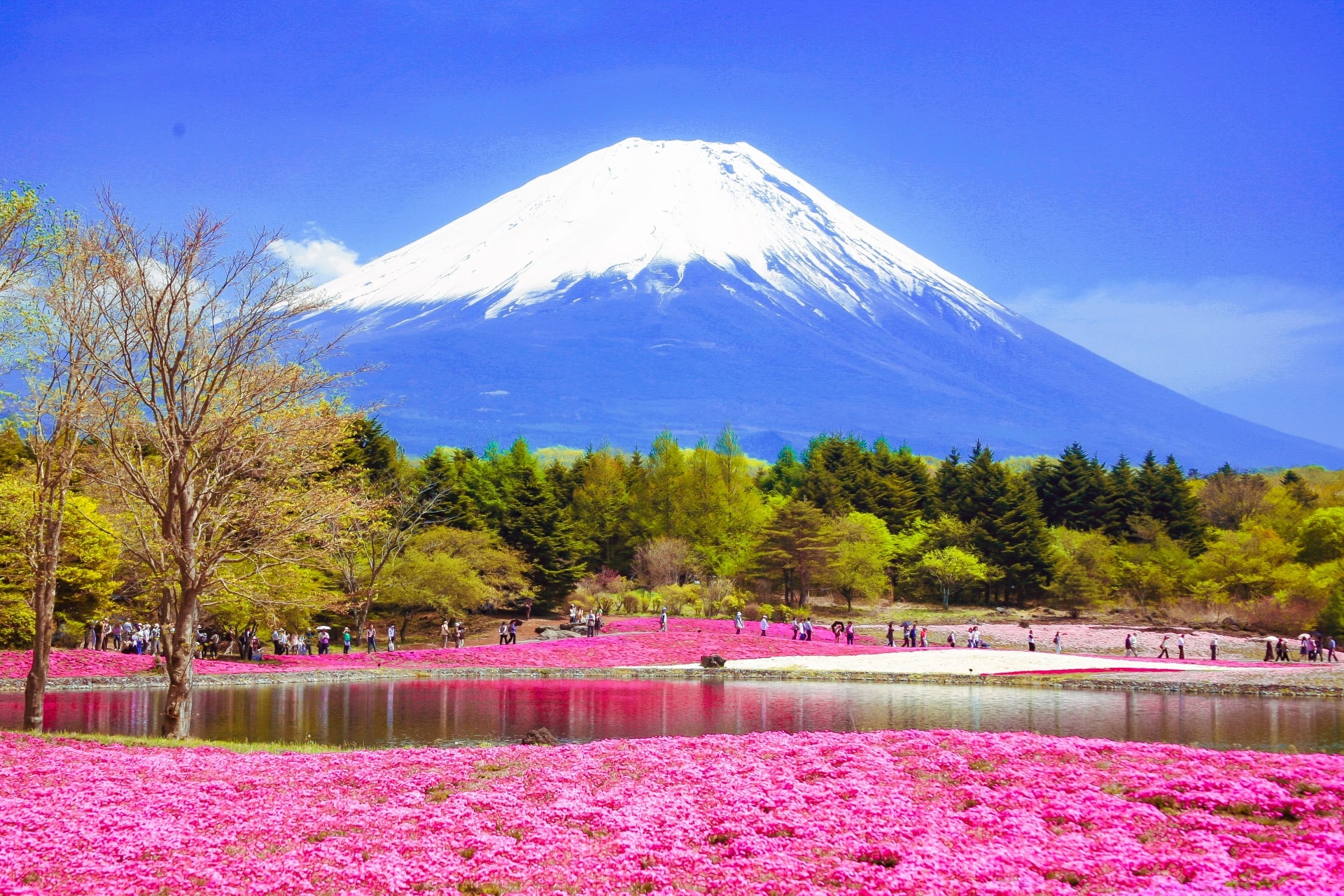 Pink moss fields at Fuji Shibazakura Festival