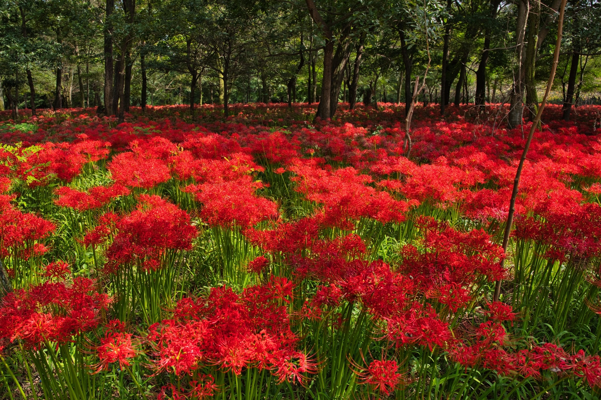 Kinchakuda Red Spider Lily Festival