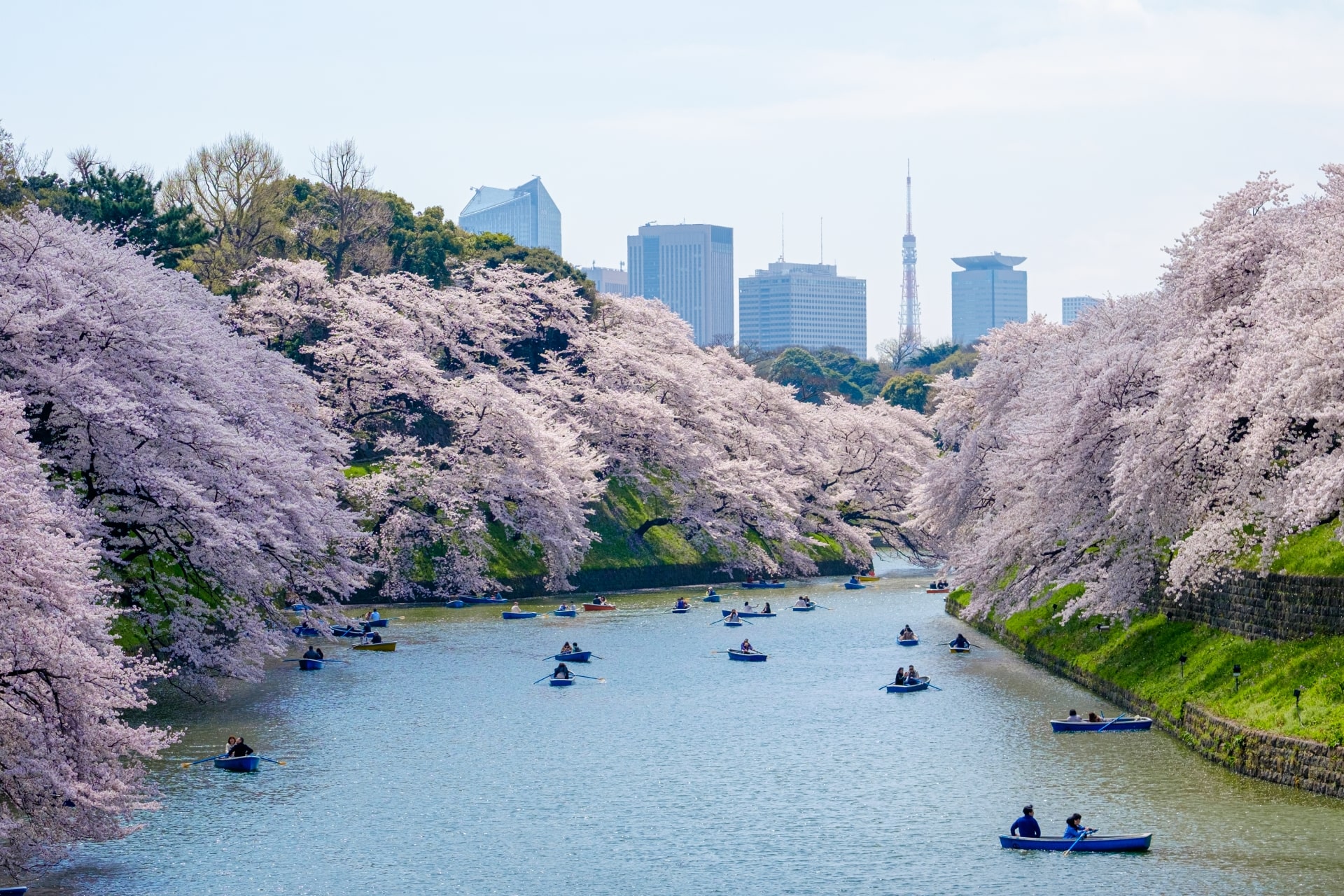 Cherry Blossoms at Chidorigafuchi, Tokyo