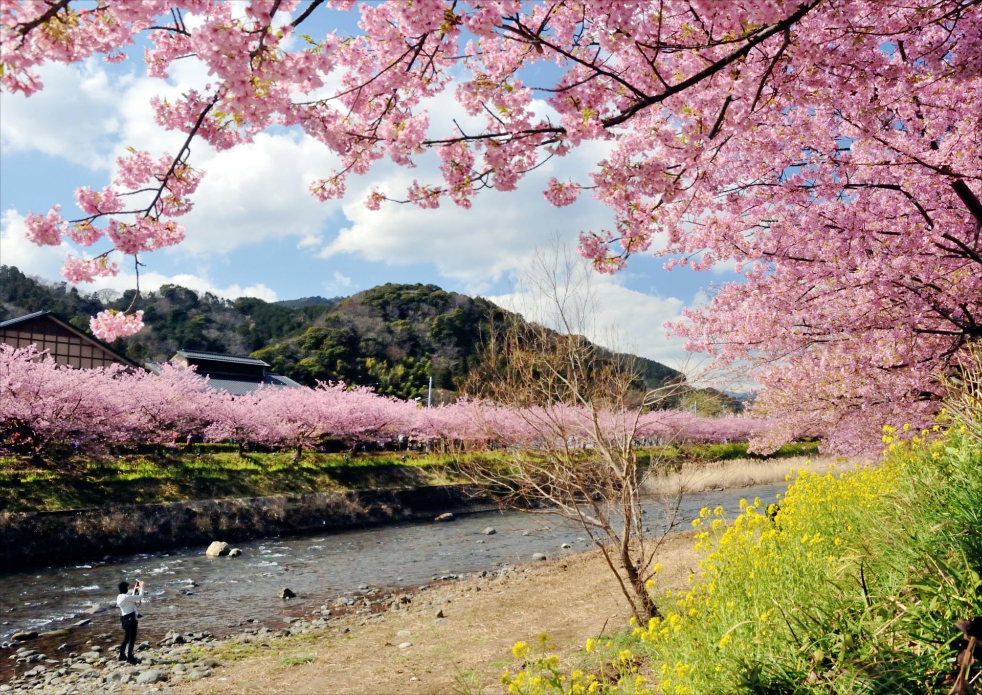 Kawazu Cherry Blossoms