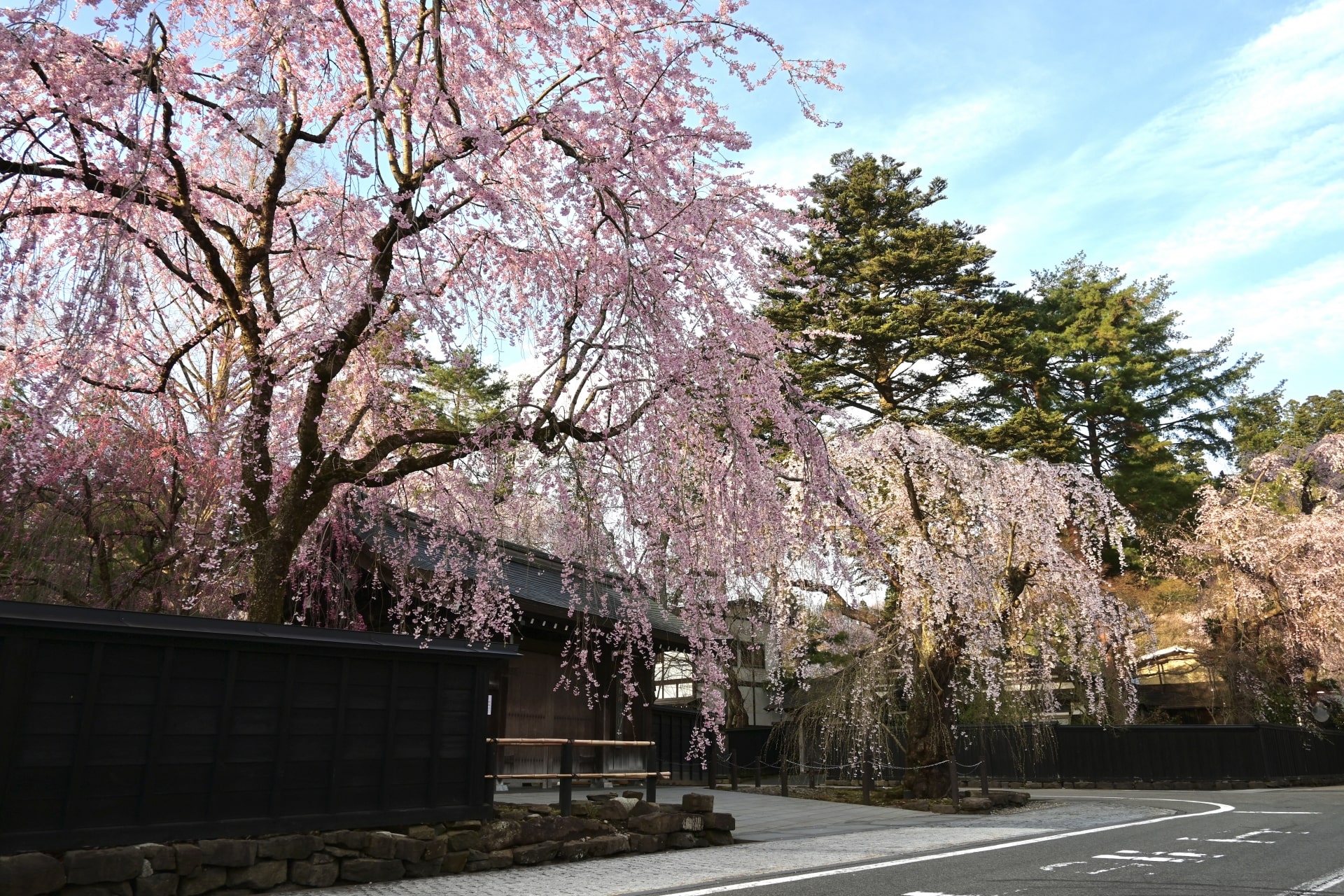 Weeping cherry at Bukeyashiki-dori in Kakunodate Town, Akita Prefecture