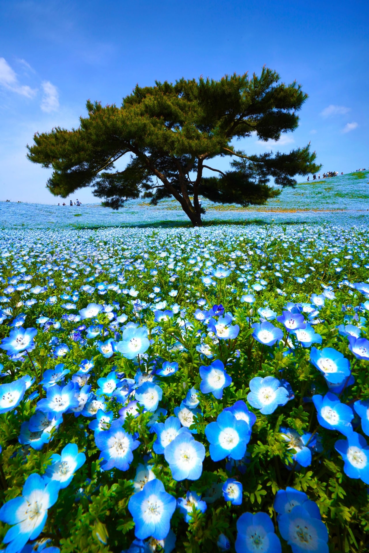 Nemophila Harmony at Hitachi Seaside Park