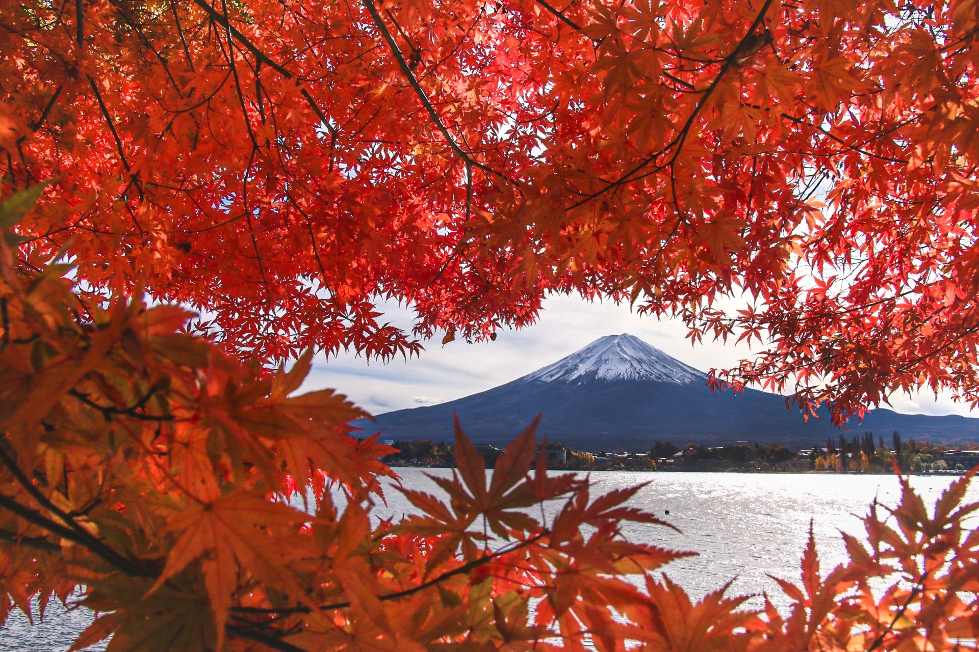 Fuji Kawaguchiko Autumn Leaves Festival