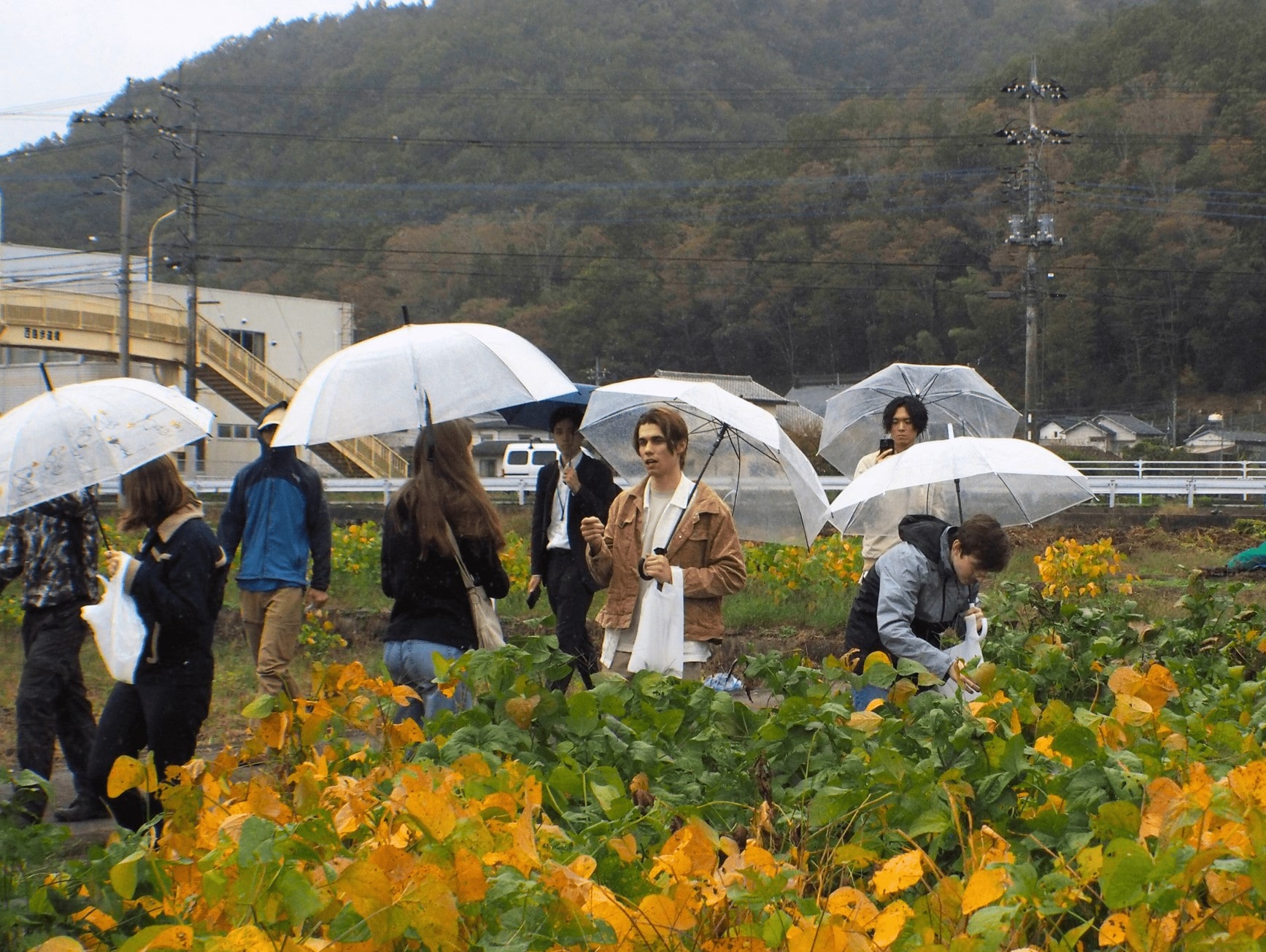 Daizu (soy bean) harvest experience at Uribo no Sato