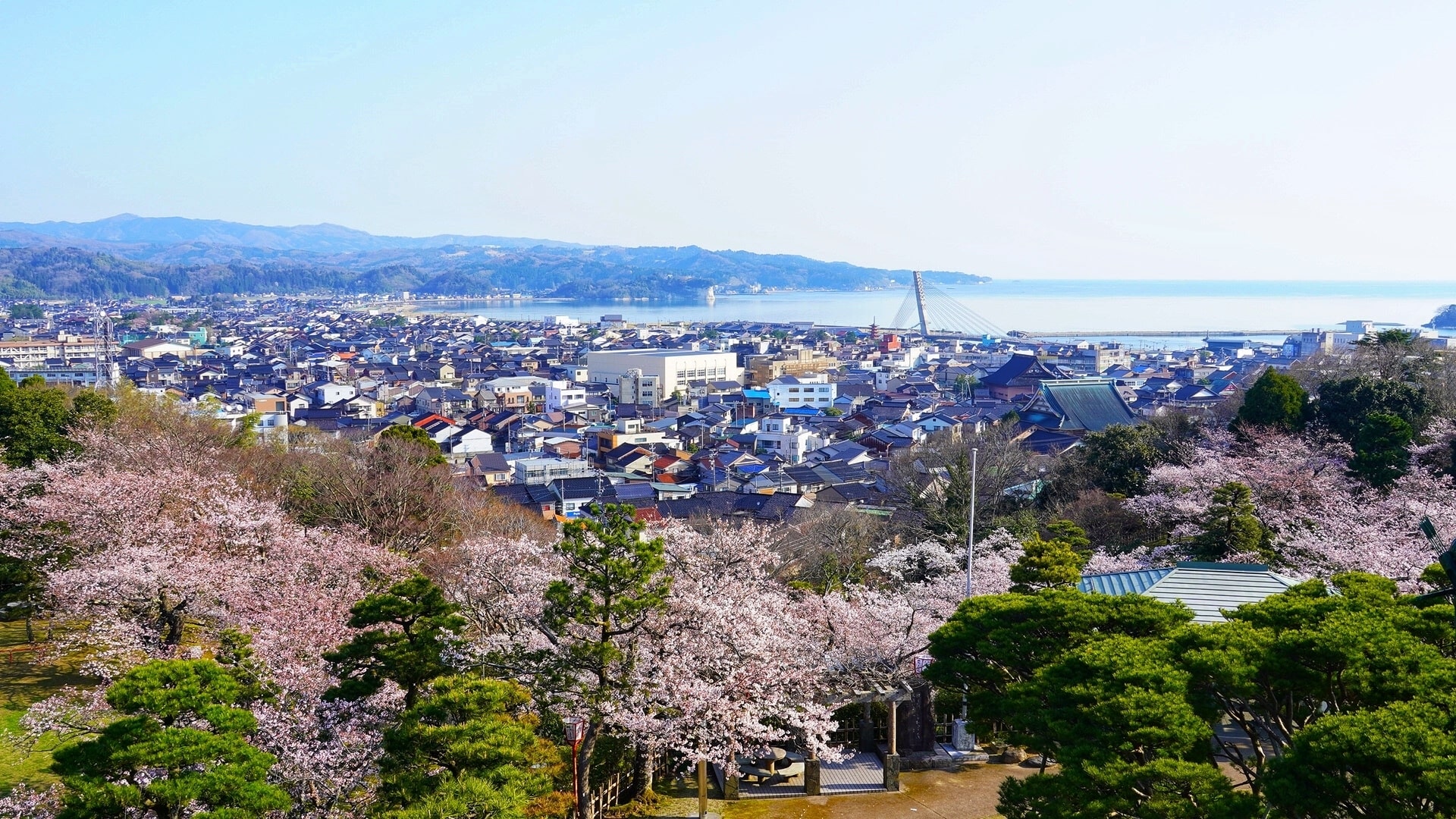 Sakura at Asahiyama Park