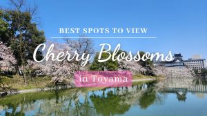 Best Cherry Blossom Spots in Toyama