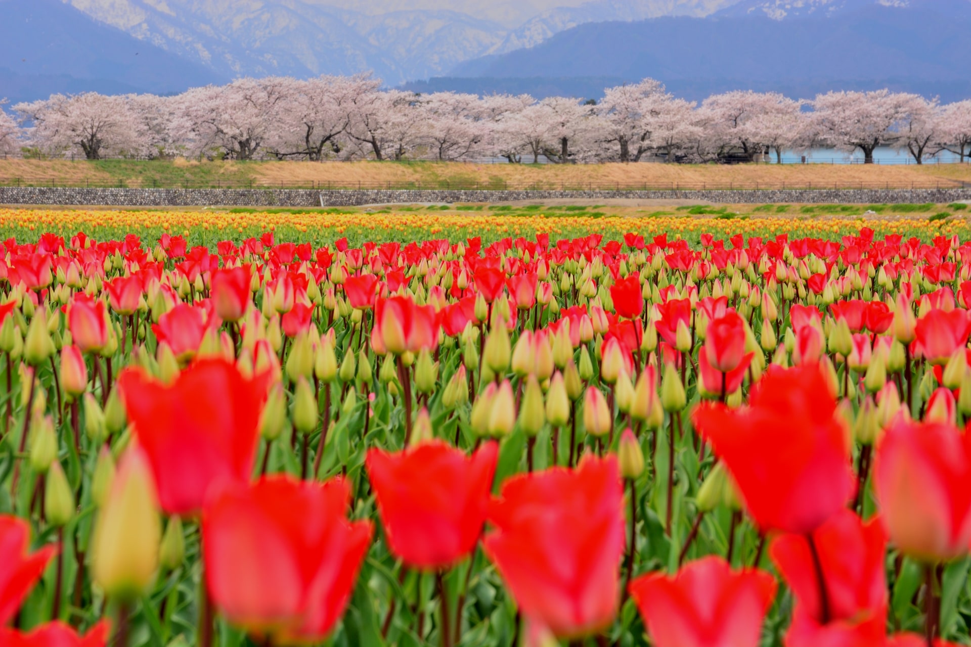 Sakura at Funakawa River