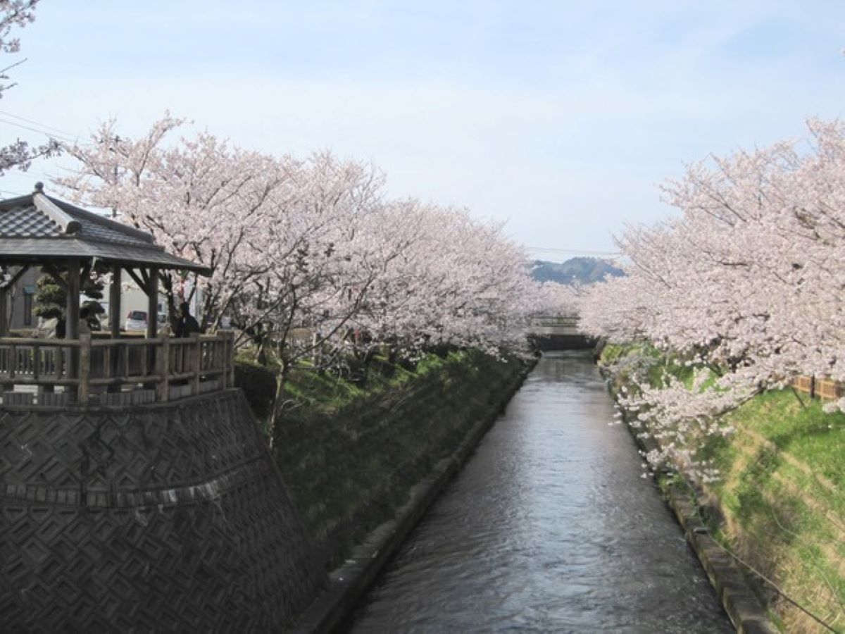 Sakura at Gando River Banks