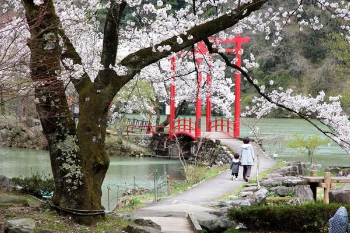 Sakura at Shogawa Water Memorial Park