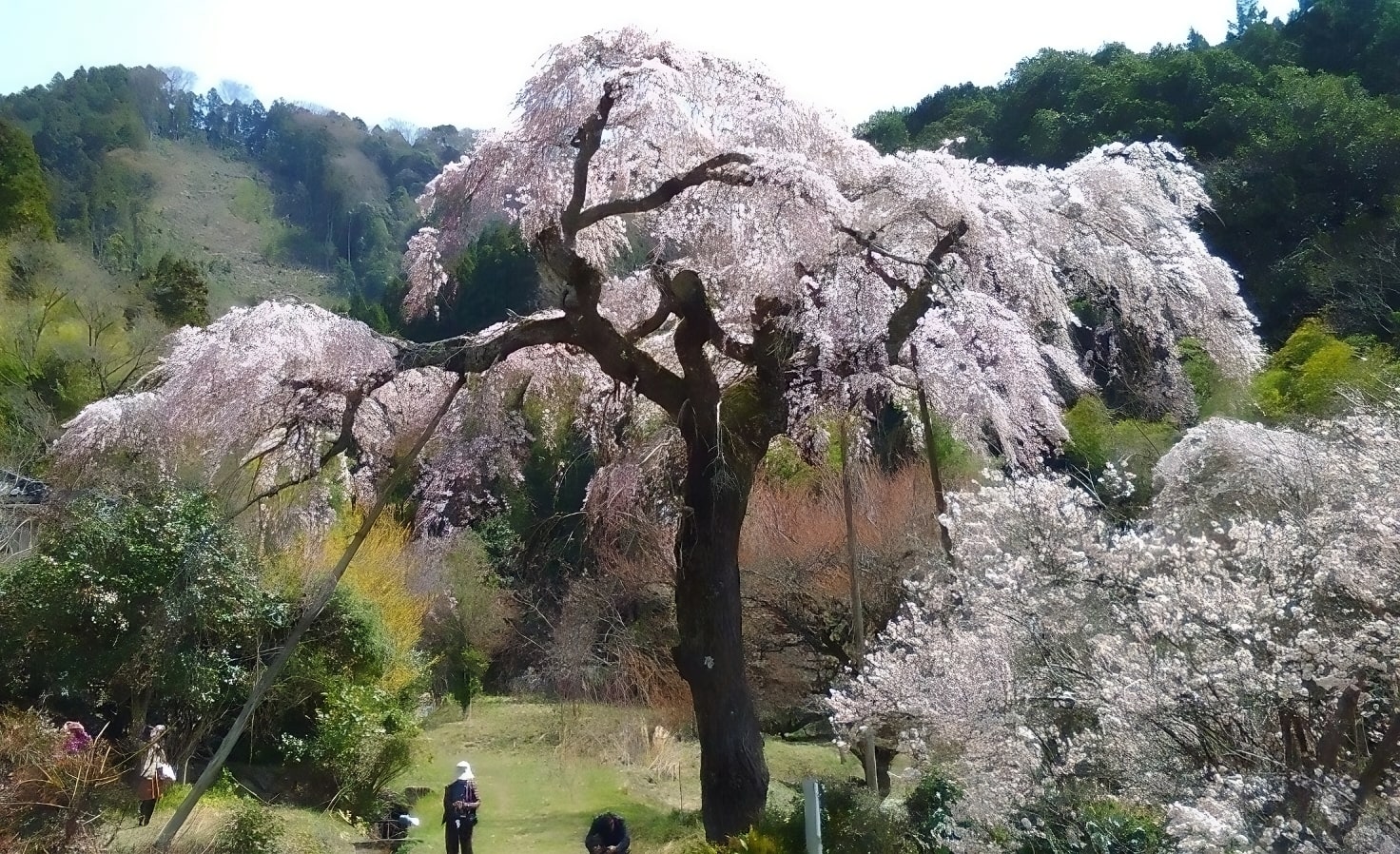 Sakura at Akiyoshidai Plateau