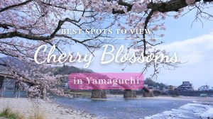 Best Cherry Blossom Spots in Yamaguchi