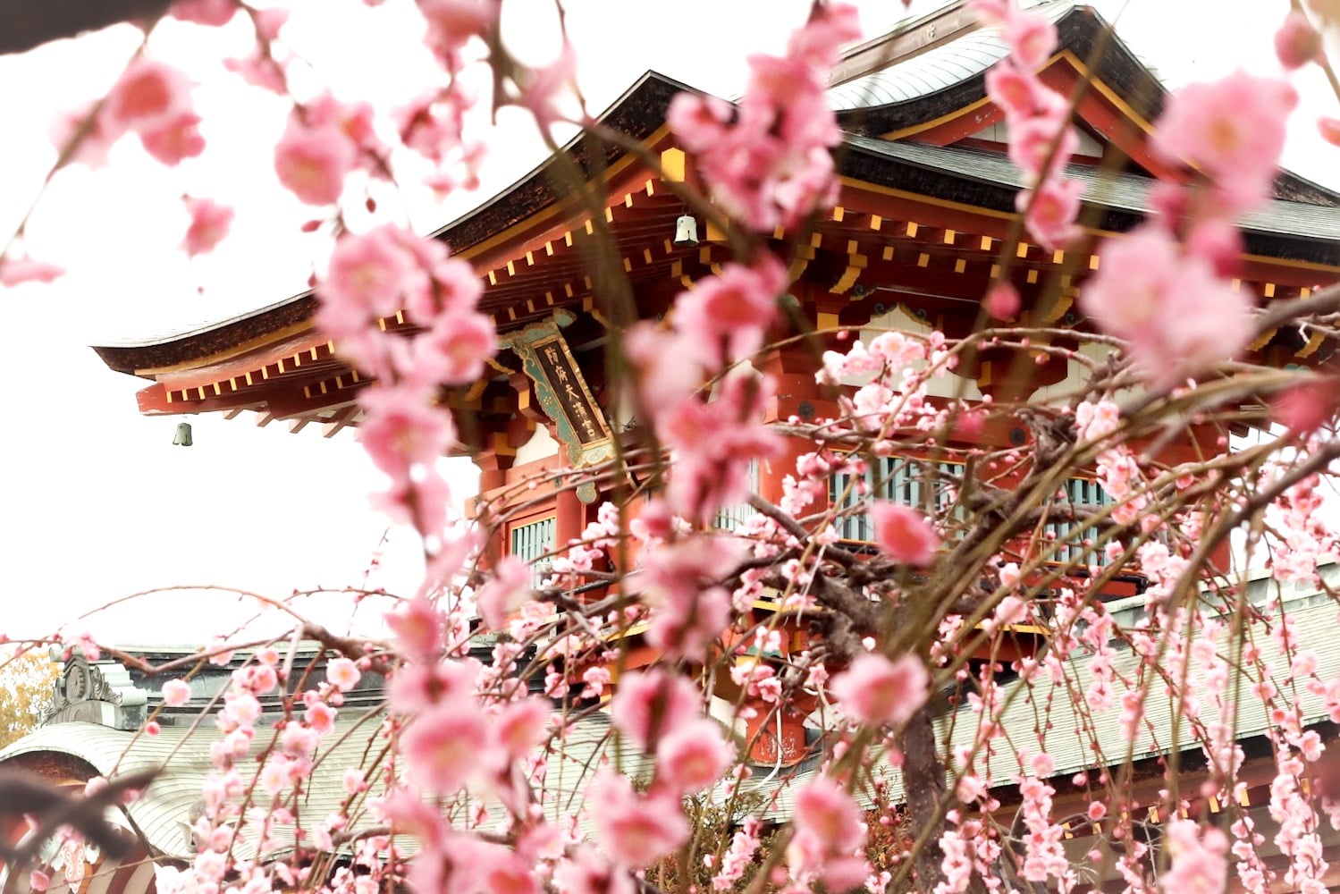 Sakura at Hofu Tenmangu Shrine