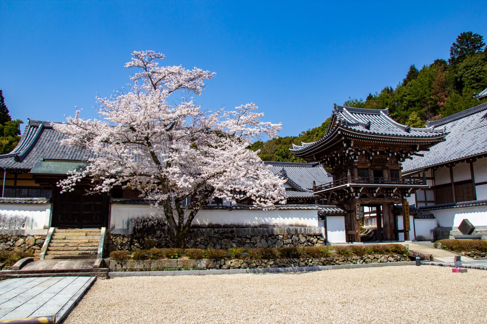 Sakura at Joeiji Temple Sesshu Garden