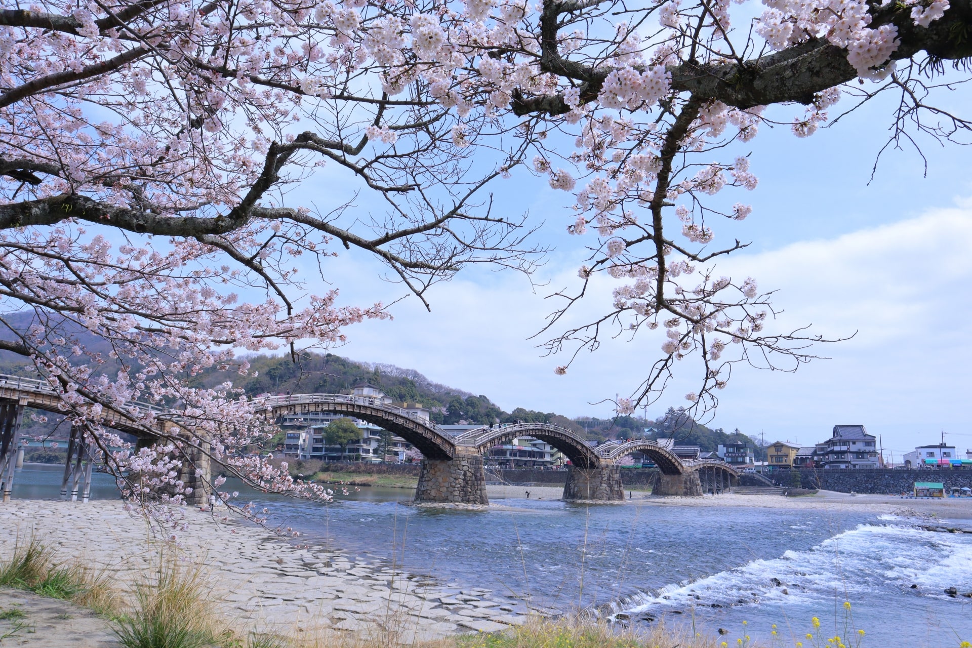 Sakura at Kintai Bridge