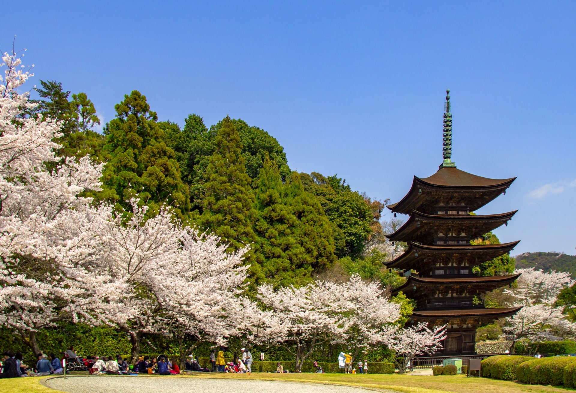 Sakura at Kozan Park