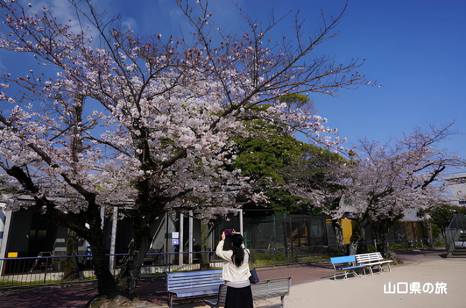 Sakura at Shunan City Zoo