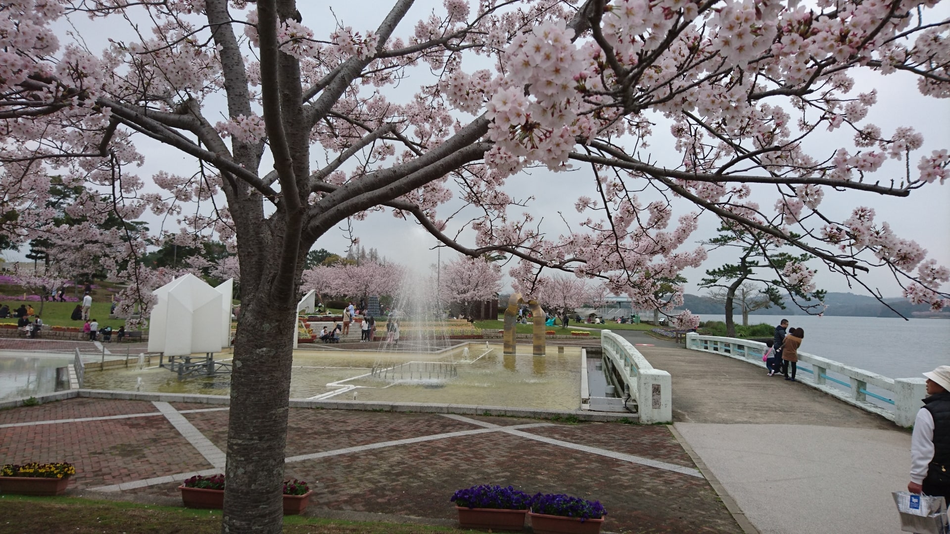 Sakura at Tokiwa Park