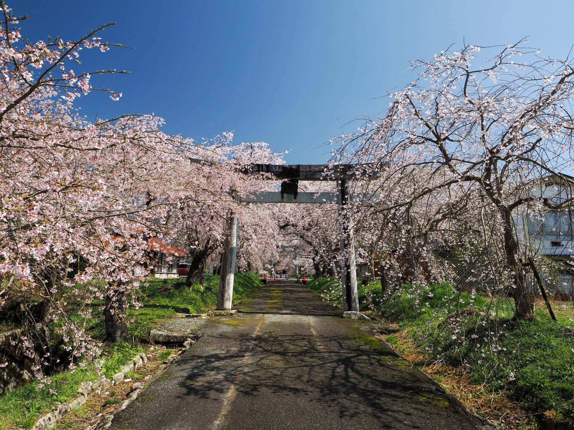 Sakura at Tokusa Hachimangu