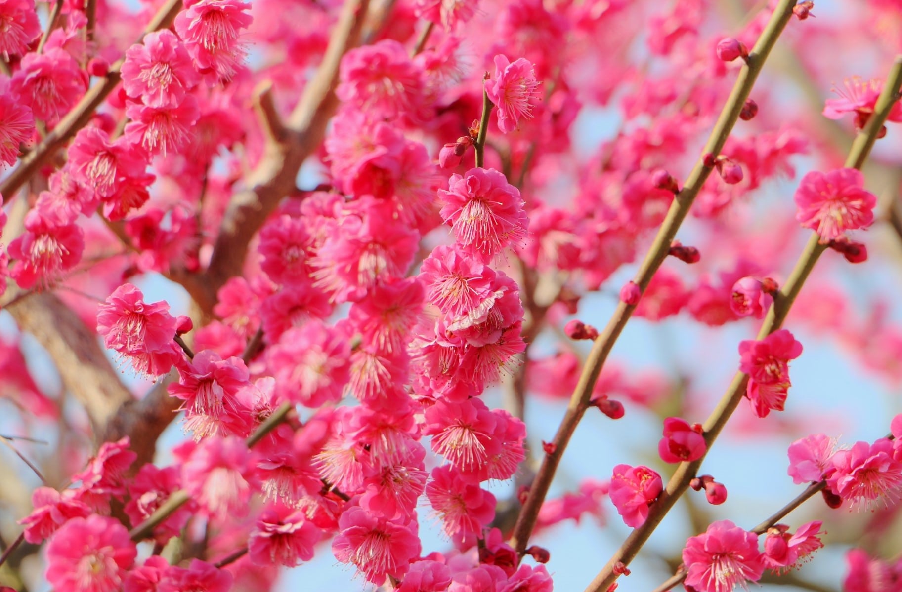 Plum blossom-min